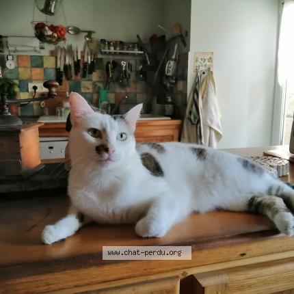 Photo 1/1 Oxa Chat lost in Pouzols