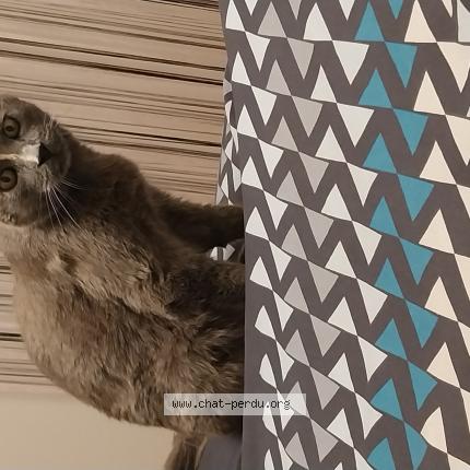 Photo 1/1 Mamynoi Chat lost in Saint pierre la palud