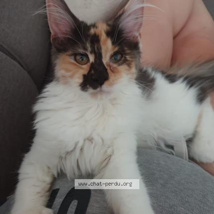 Photo 1/1 Uraya Chat lost in Authumes