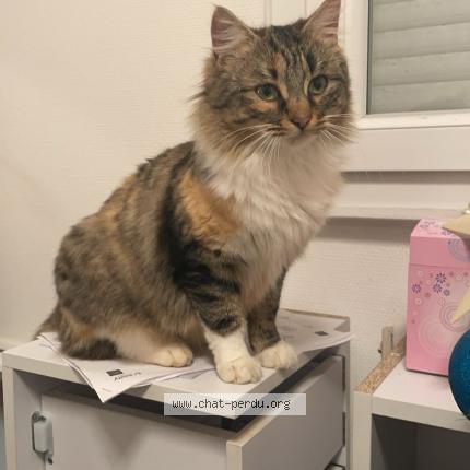 Photo 1/1 Perle Chat lost in St arnoult