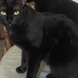 Picture of cat lost at Bras