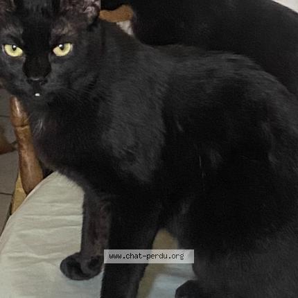 Photo 1/1 Guatemala Chat lost in Bras