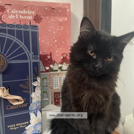 Photo 1/1 Mimi Chat lost in Vic en bigorre