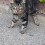 Picture of cat found at Agde