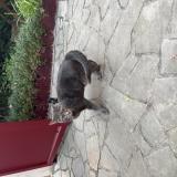 Picture of cat found at Malakoff