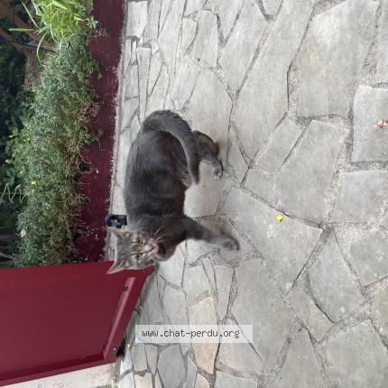 Photo 1/1 Found cat Found in Malakoff