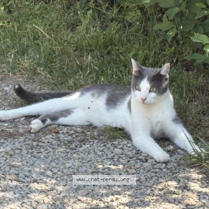 Photo 1/1 Coockie Chat lost in Sauveterre