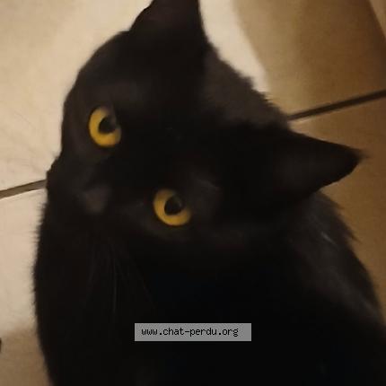 Photo 1/1 MERGUEZ Chat lost in Valence