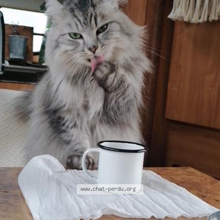 Foto 1/1 Kat teruggevonden Vermist in Basecles