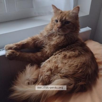 Photo 1/1 Pocket Chat lost in Beaugency