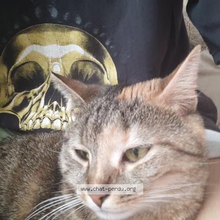 Photo 1/1 Frida Chat lost in Lyon