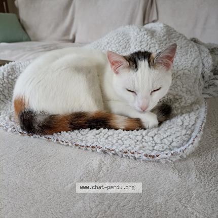 Photo 1/1 Satine Chat lost in Sainte luce sur loire
