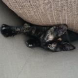 Picture of cat lost at Pontault Combault