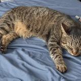 Picture of cat lost at Villeurbanne