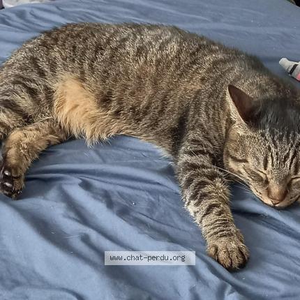 Photo 1/4 Cat reunited Lost in Villeurbanne