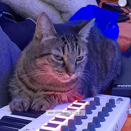 Photo 2/4 Cat reunited Lost in Villeurbanne