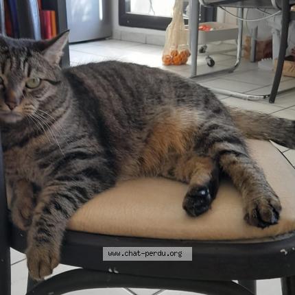 Photo 3/4 Cat reunited Lost in Villeurbanne