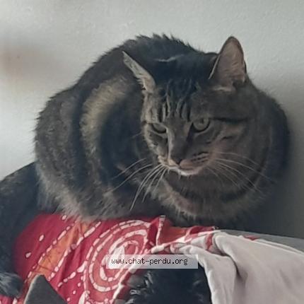 Photo 4/4 Cat reunited Lost in Villeurbanne