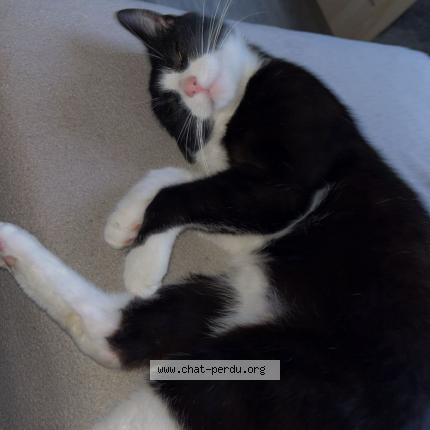 Photo 1/1 belzebute Chat lost in La ferte mace