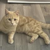 Picture of cat lost at Reims
