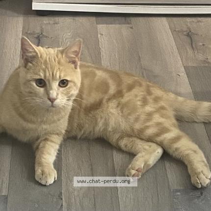 Photo 1/1 Shanks Chat lost in Reims