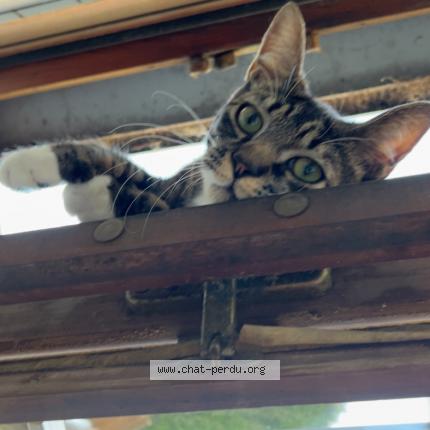 Photo 1/1 Mia Chat lost in Concarneau