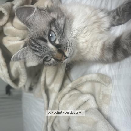 Photo 1/1 Blanca Chat lost in Bavilliers