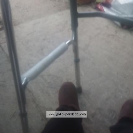 Photo 1/1 Blanquita Chat lost in Colonia