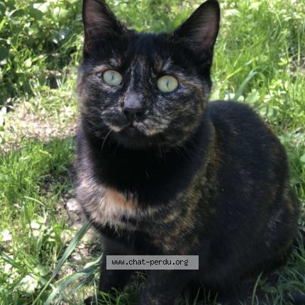 Photo 1/1 Venezia Chat lost in Bergerac