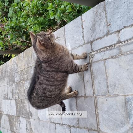 Foto 1/1 ZACK Kat vermist in Saint Georges Sur Meuse