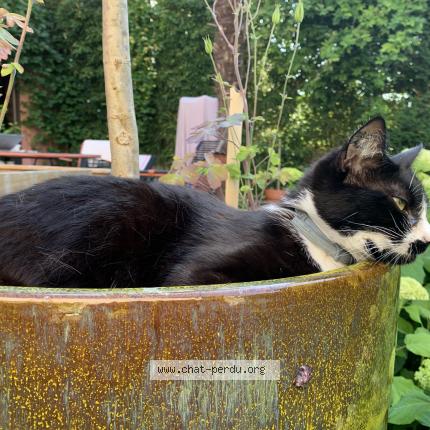 Photo 1/1 Spoon Chat lost in Ville d avray