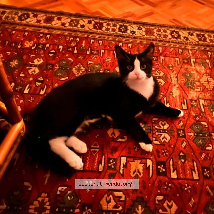 Foto 1/1 Wiedergefundene Katze Verloren in Geneve
