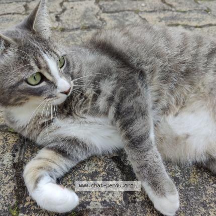 Photo 1/1 Aloy Chat lost in Montagny