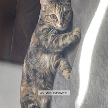 Photo 1/3 Princesse Chat lost in Bordeaux