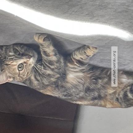 Photo 2/3 Princesse Chat lost in Bordeaux