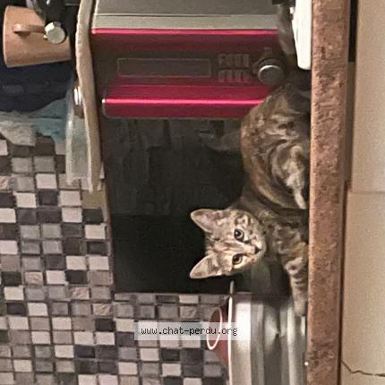 Photo 3/3 Princesse Chat lost in Bordeaux