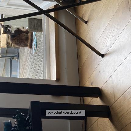 Photo 1/1 Found cat Found in St jacques de la lande