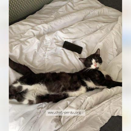 Photo 1/1 Millo Chat lost in Lobbes