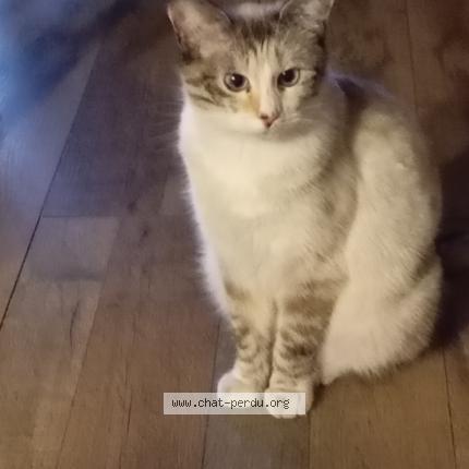 Photo 1/1 Huguette Gierszal Chat lost in Charvieu chavagnieux