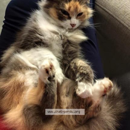 Photo 1/1 Teeki Chat lost in Orgueil