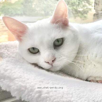 Photo 1/1 Toundra Chat lost in Dunkerque