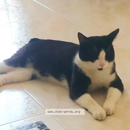 Photo 1/1 Feelloo Chat lost in Aspiran