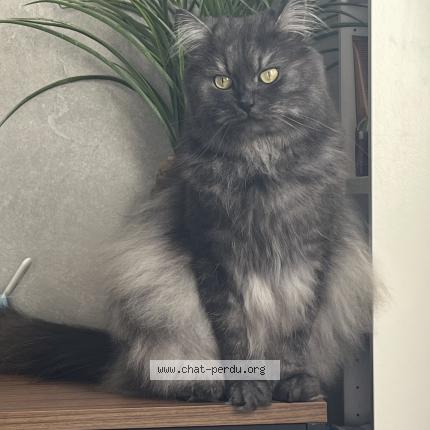 Photo 1/1 Timon Chat lost in Guipavas