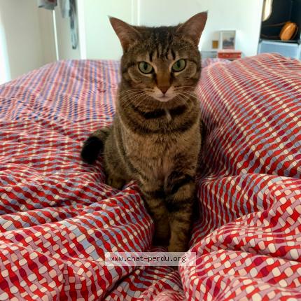 Photo 1/1 Elfy Chat lost in Ugine