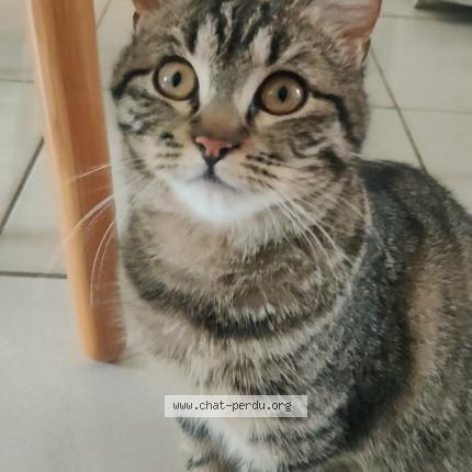 Photo 1/5 Cat reunited Lost in Champigny sur marne