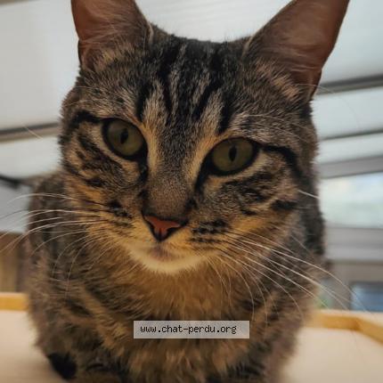 Photo 2/5 Cat reunited Lost in Champigny sur marne