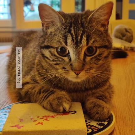 Photo 3/5 Cat reunited Lost in Champigny sur marne