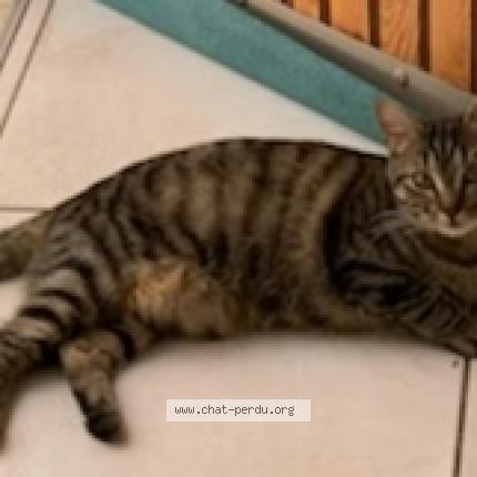 Photo 4/5 Cat reunited Lost in Champigny sur marne