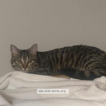 Photo 5/5 Cat reunited Lost in Champigny sur marne