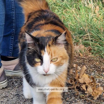 Photo 1/1 Tosca Chat lost in Garrigues